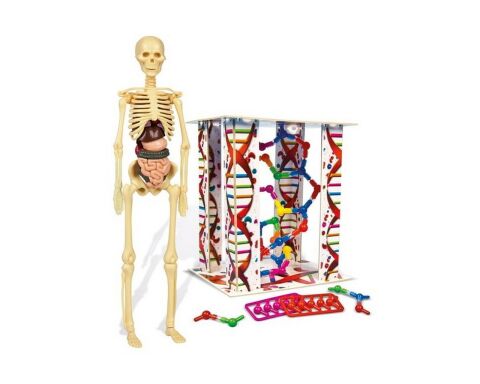 Clementonı Cle-64297 İlk Keşiflerim (İnsan Anatomisi)